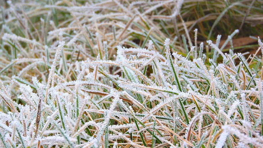 frost advisory in effect for southwestern ontario