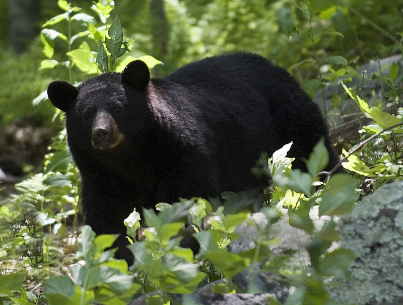 black bear spotted in owen sound