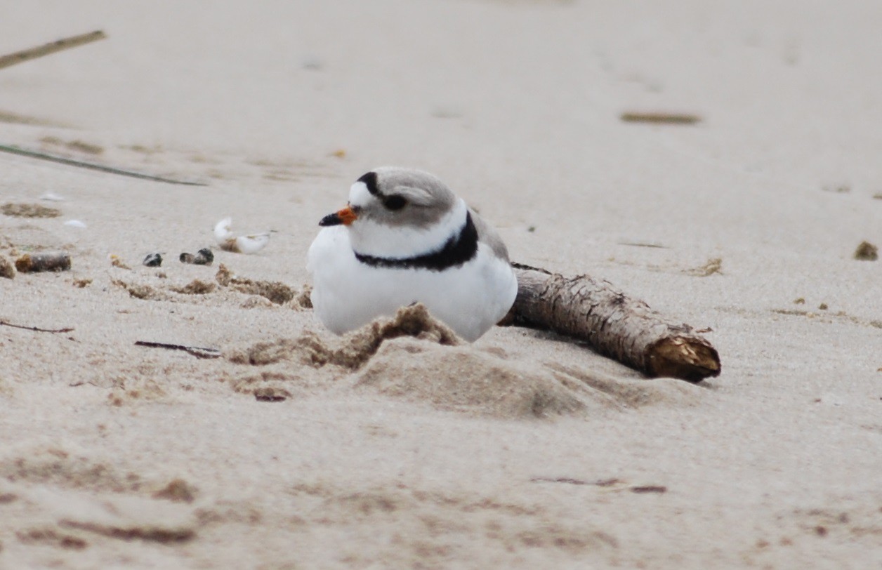 no piping plovers spotted at sauble beach since may 5