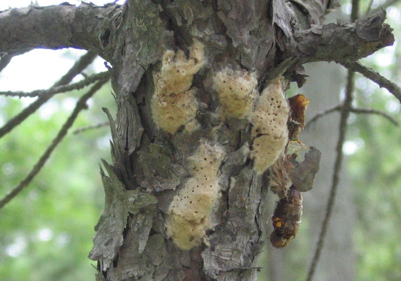 ontario residents petition governments to spray for gypsy moths