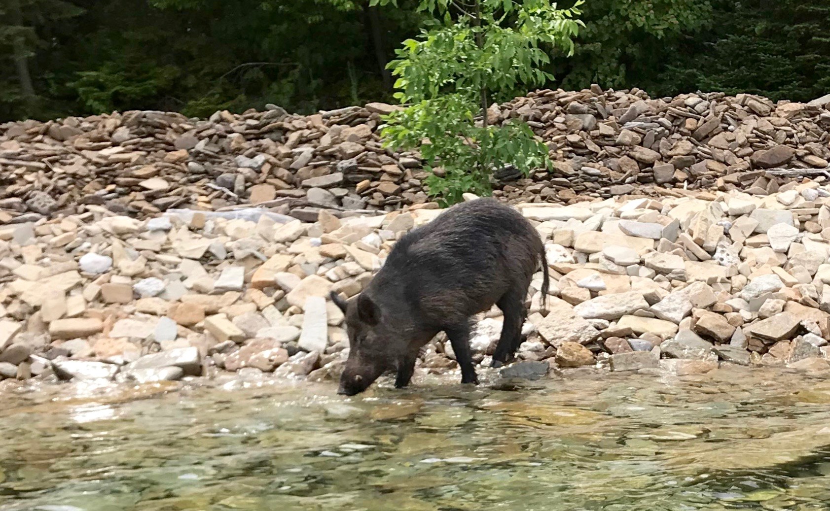 wild boar sightings across ontario include a few in grey bruce