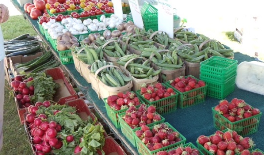 strawberry season is underway in midwestern ontario