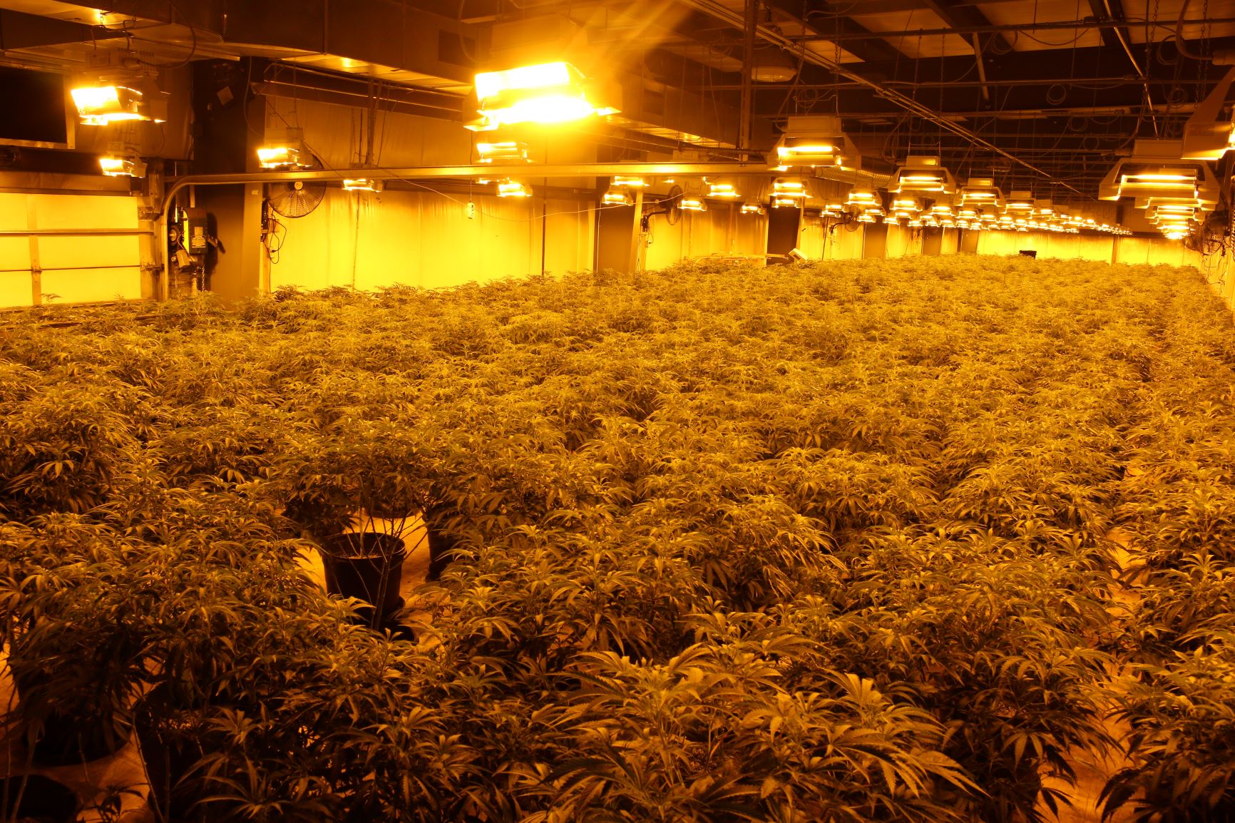 value of seized marijuana in arthur over 6 million