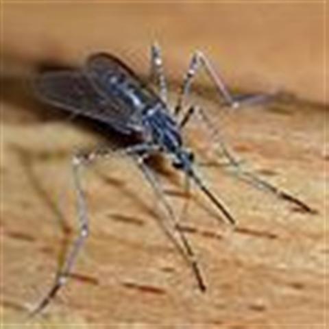 goderich mosquito positive for west nile virus