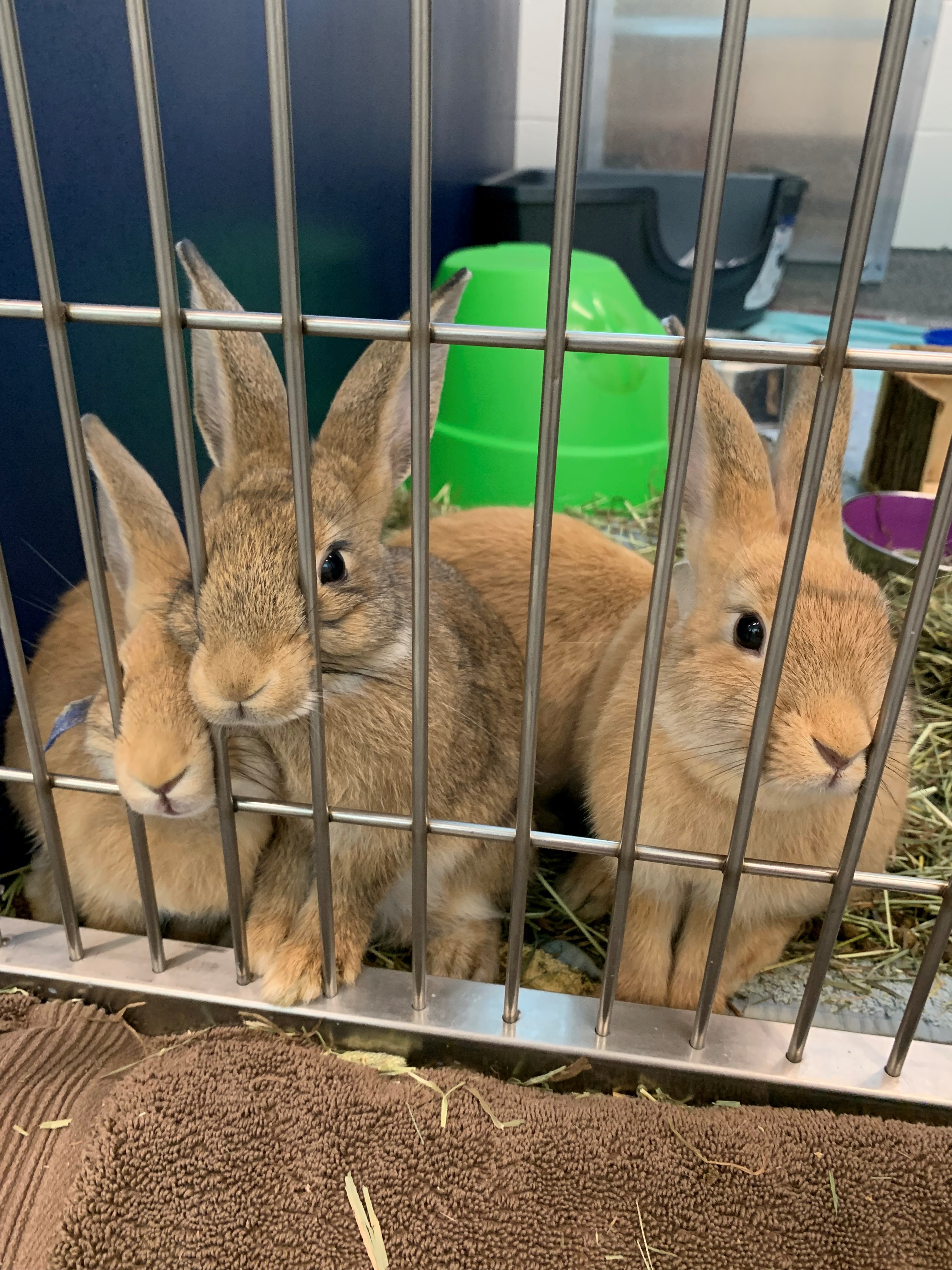 guelph humane society warns of bunny population