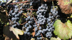 Great Grapes: Soil and climate have made the Great Lakes a top wine-producing area