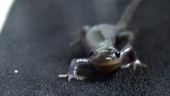 genetic mystery the all female salamanders of the great lakes