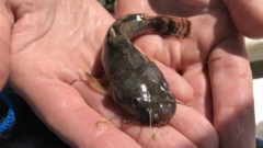 Great Lakes Moment: Endangered catfish indicates improving health of the Detroit and St. Clair rivers