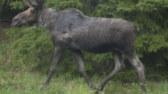 Study: Warmer summers worsen tick infestations for US moose