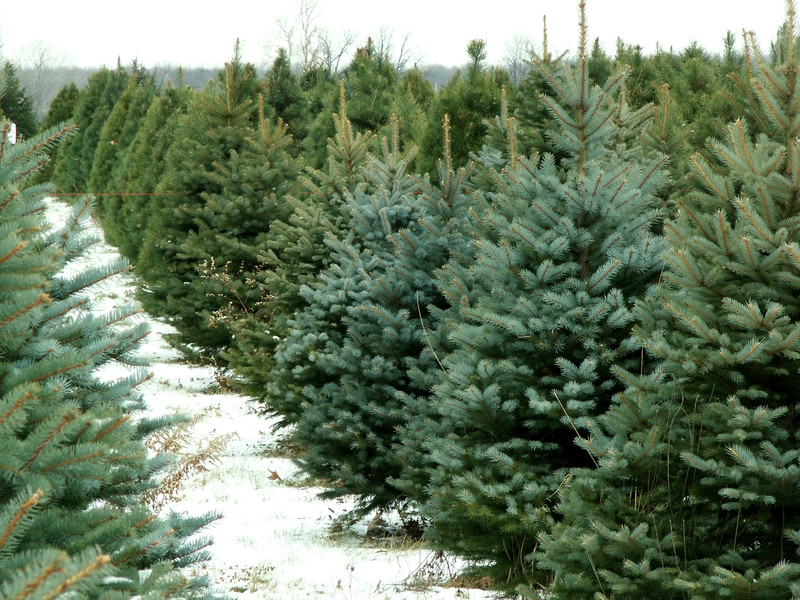 Community expansion & increasing population contributing to local Christmas tree shortage