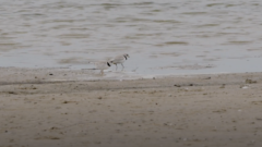 Monty and Rose: Those Chicago piping plovers, where are they now, what are they doing?