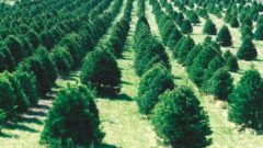 O Christmas Tree: Is your Christmas tree environmentally friendly?