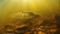 Study: Fish can recover from mercury pollution faster than thought