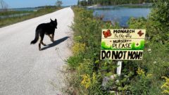 year in review 2021 the two beer bear and other lake huron canine adventures