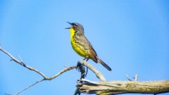 Great Lakes Moment: Kirtland’s warblers are thriving in Michigan