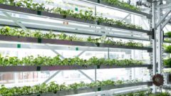 Hydroponic greenhouses continue to offer solution to urban food deserts