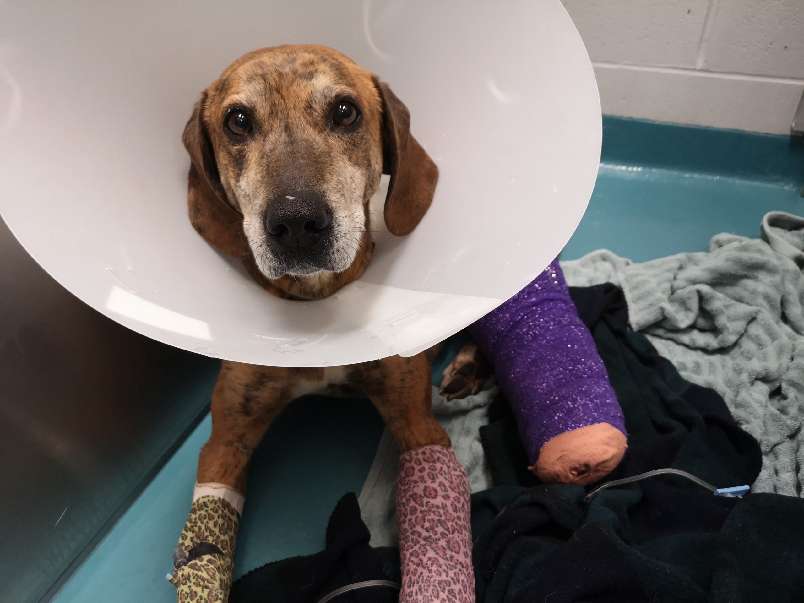 local humane society looking for owner of injured dog scaled