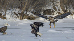 Great Lakes Moment: Dozens of bald eagles overwinter in Detroit