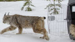 Canada lynx protections deal sealed by US, environmentalists