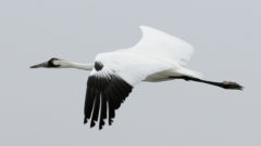 Group: Feds hid plans to weaken whooping crane protection