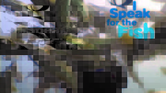 I Speak for the Fish: Inside a trout feeding frenzy
