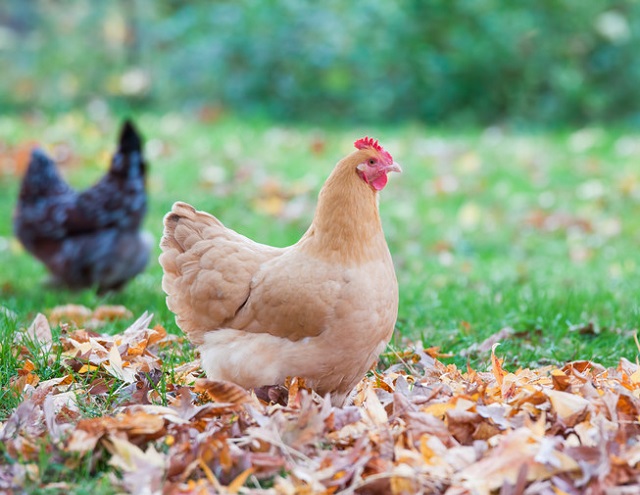 petition for backyard chickens denied by local council