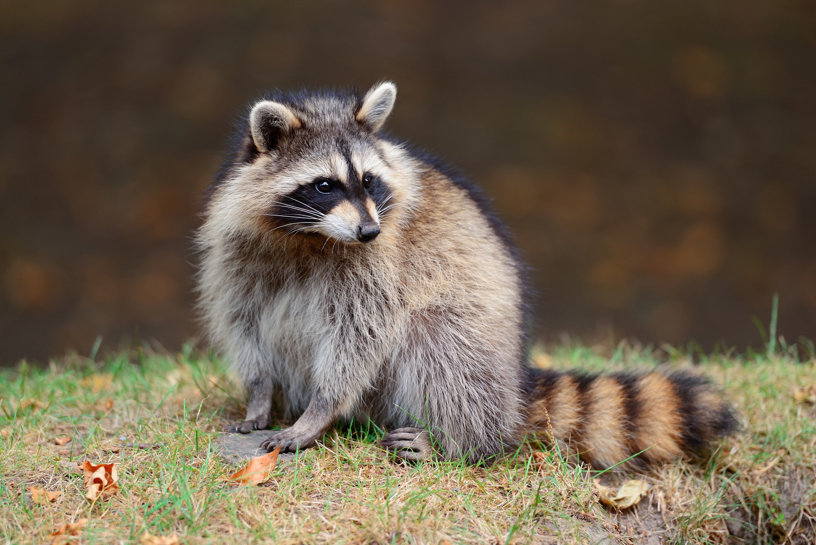 Huron Kinloss releases information on distemper in raccoons