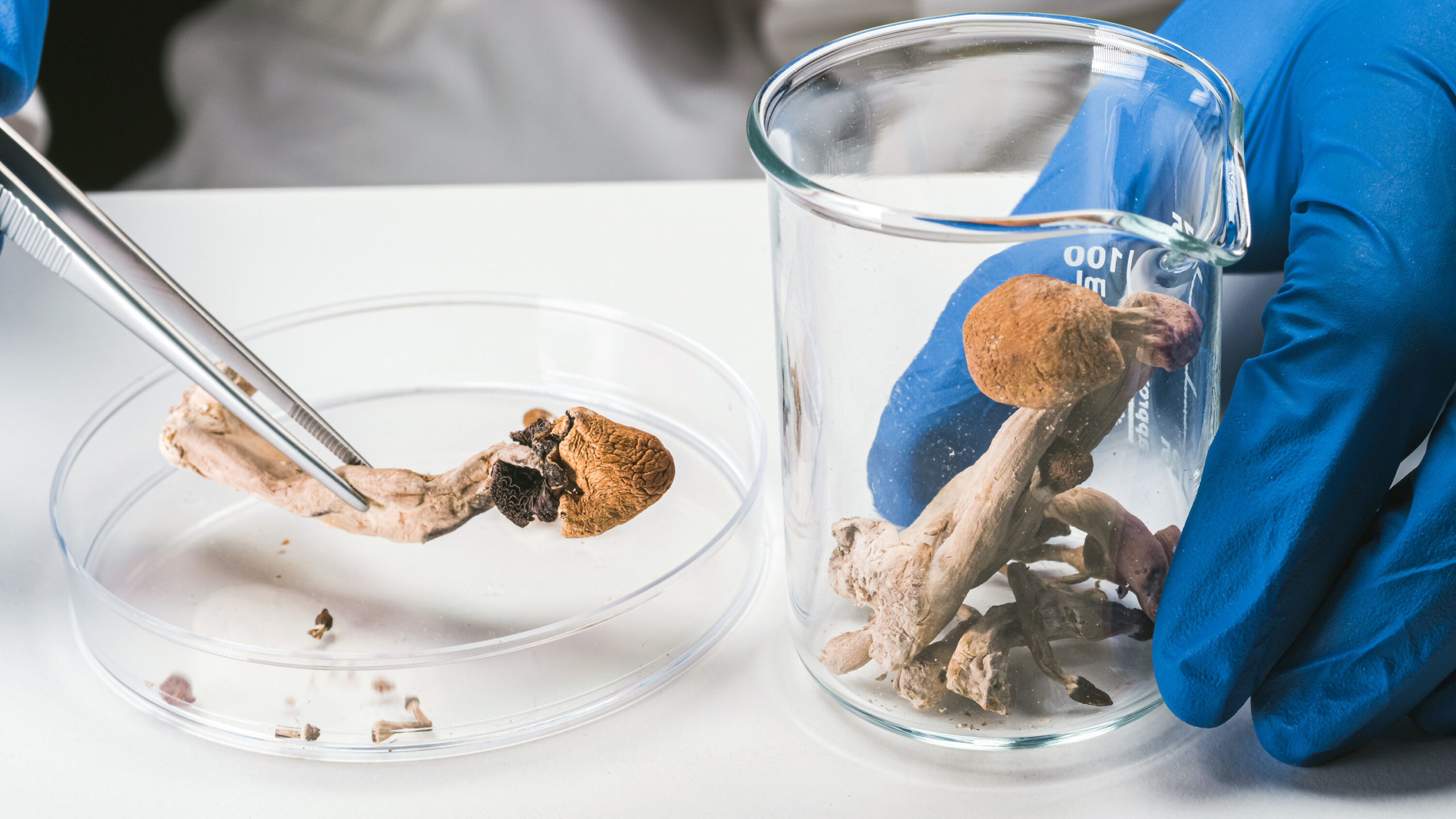camh to study impact of magic mushrooms on depression scaled