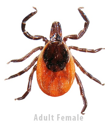Ticks becoming more common in Midwestern Ontario