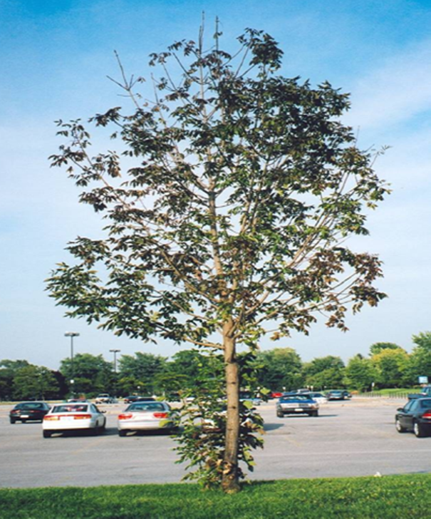 Ash trees will be replaced with new trees near Owen Sound Harbour