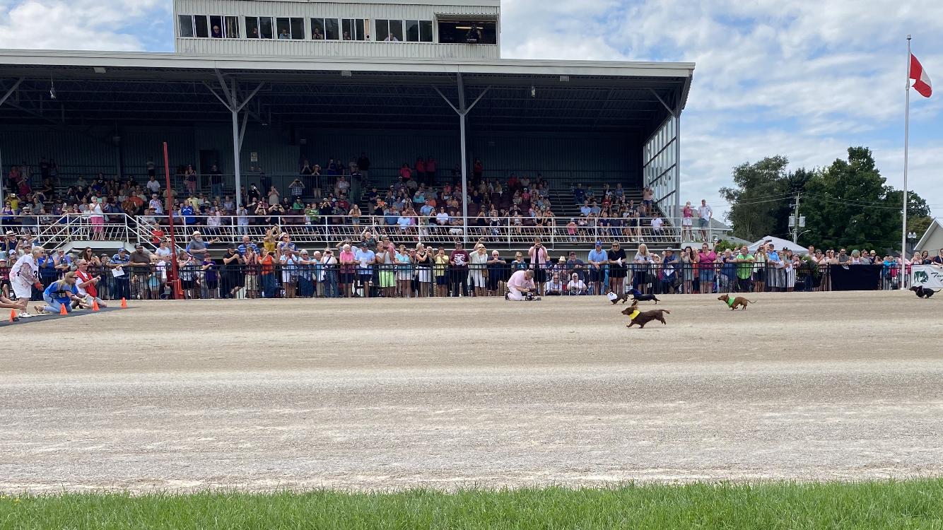 Harness The Hope and Wiener Dog races held at Clinton Raceway