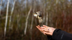 The Catch: Tracking bird migration at Toronto’s accidental wilderness