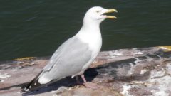 great lakes moment chemical contaminant in st lawrence river herring gull eggs traced to detroit river