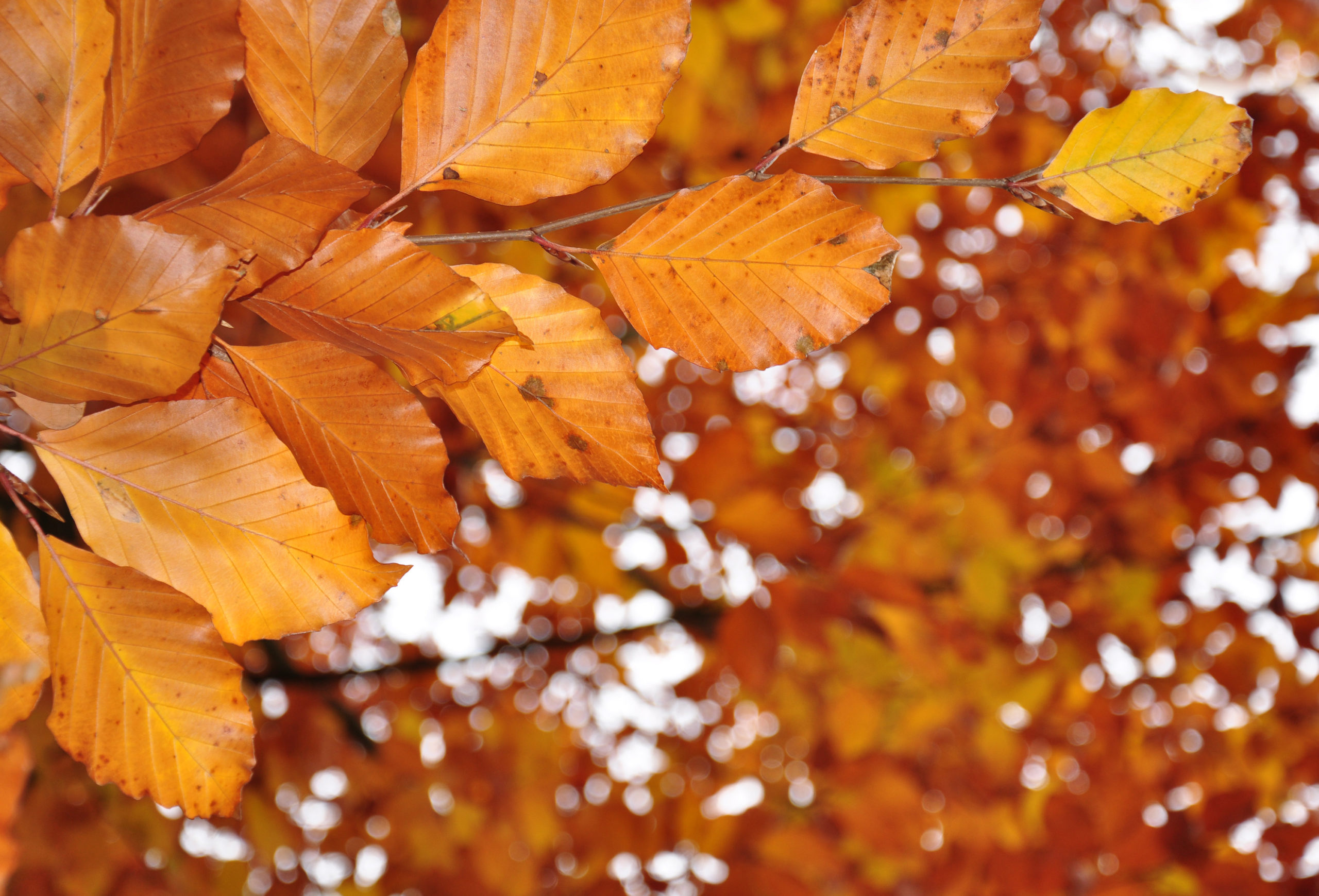 weather network releases fall forecast scaled