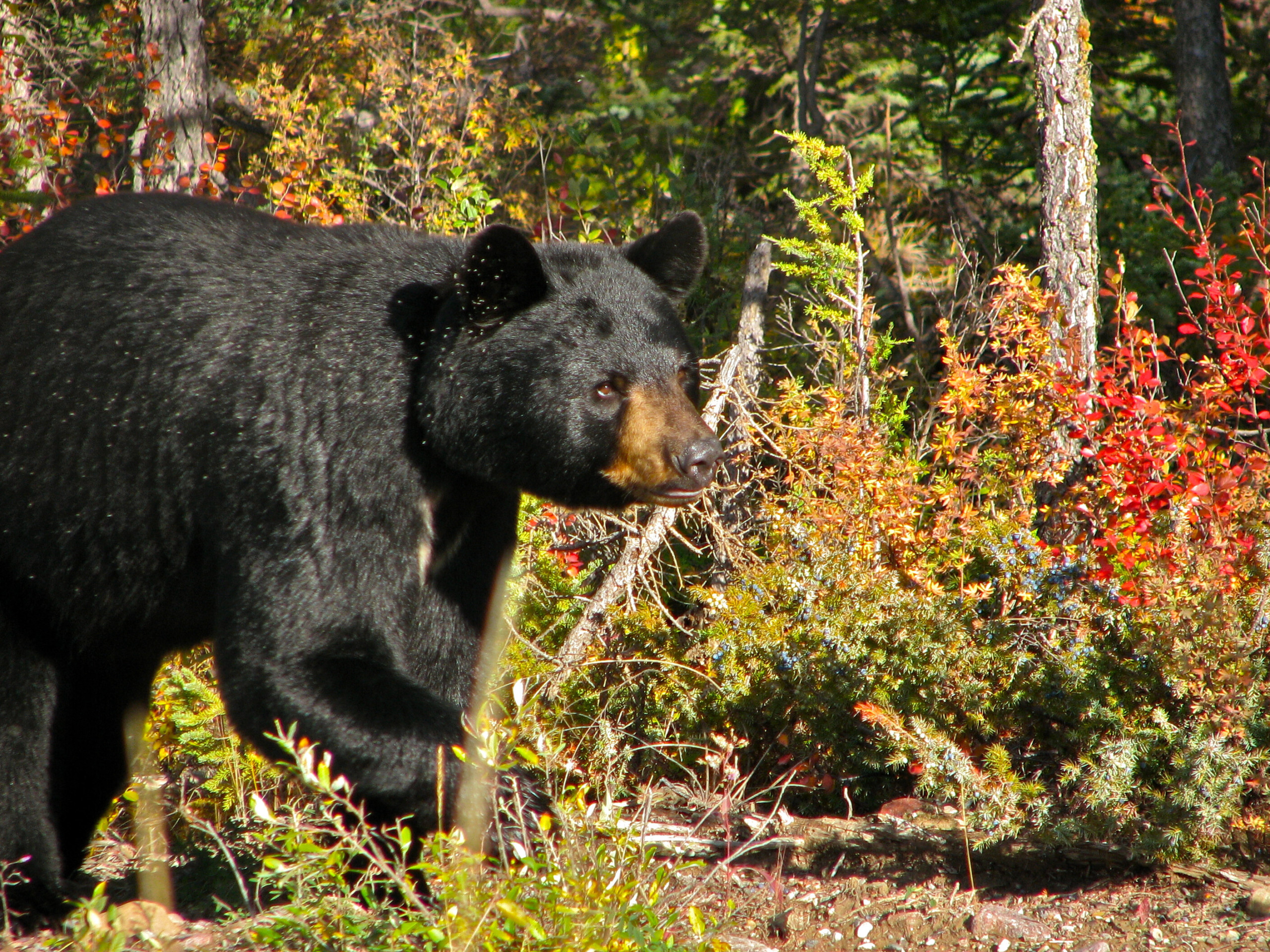 Bear activity closes Cyprus Lake Campground