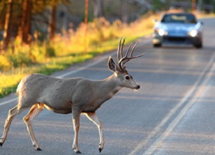 deer collisions rise in bruce county