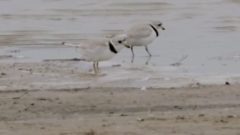 the catch record number of piping plovers