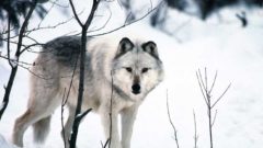 with wolf plan complete michiganders lobby state on possibility of a hunt