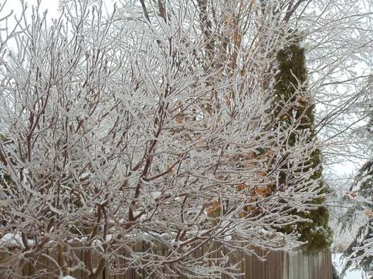 strong winds and freezing rain batter midwestern ontario