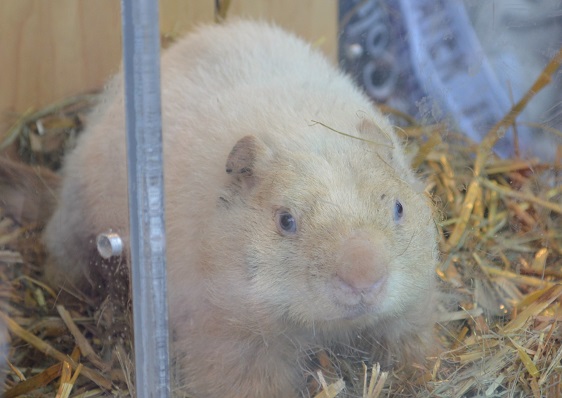 plans unveiled for 2023 wiarton willie festival
