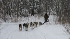 Nibi Chronicles: Standing strong with mushers on the North Shore of Lake Superior