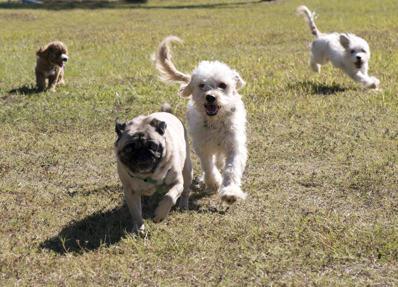 Bluewater off-leash dog park discussed