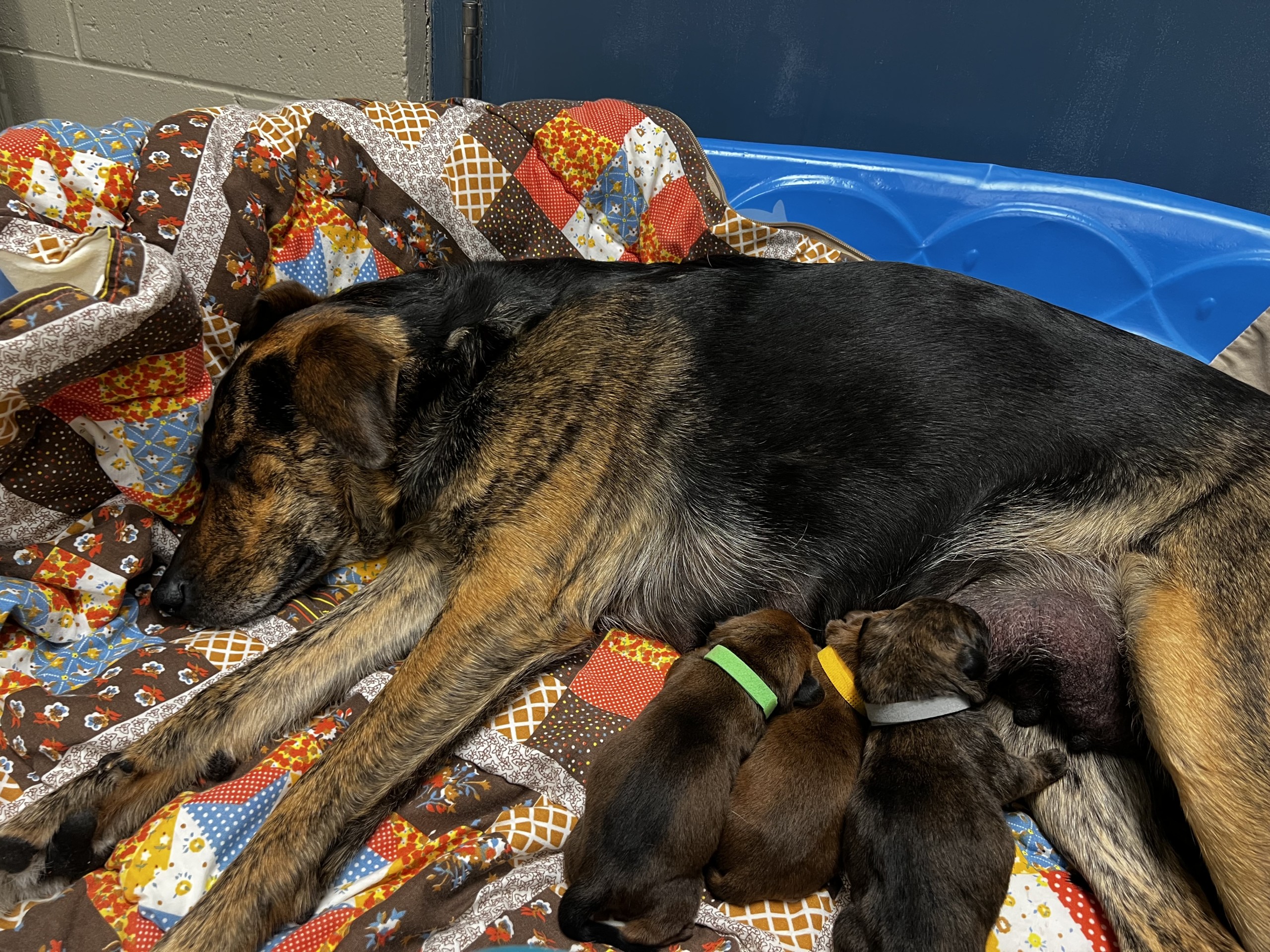 humane society of kitchener waterloo asks for donations to help dog three puppies scaled