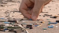 Science Says What: How worried should we be about microplastic pollution?