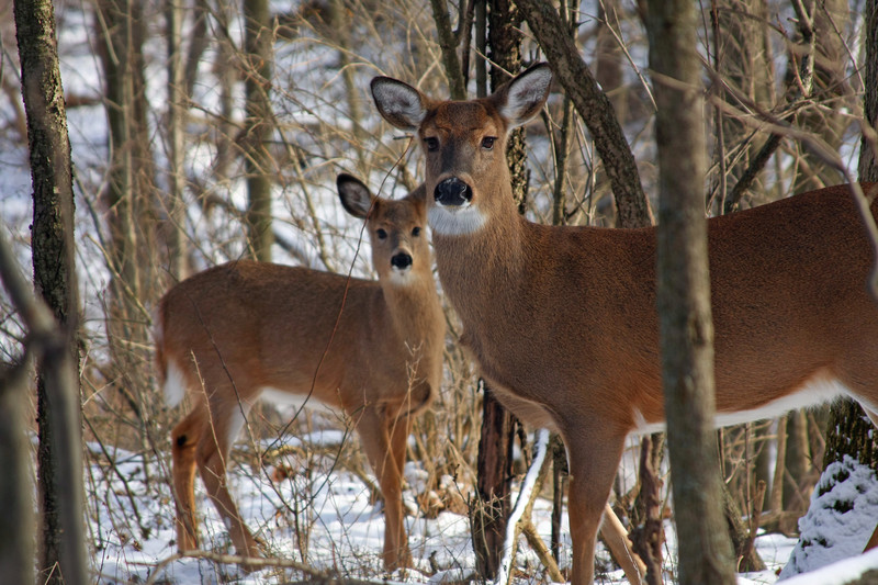Deer collisions keep South Bruce OPP busy