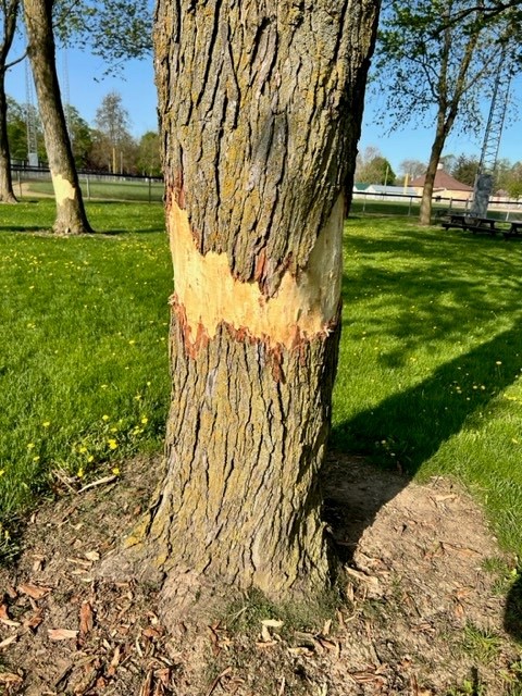 damage to trees under investigation
