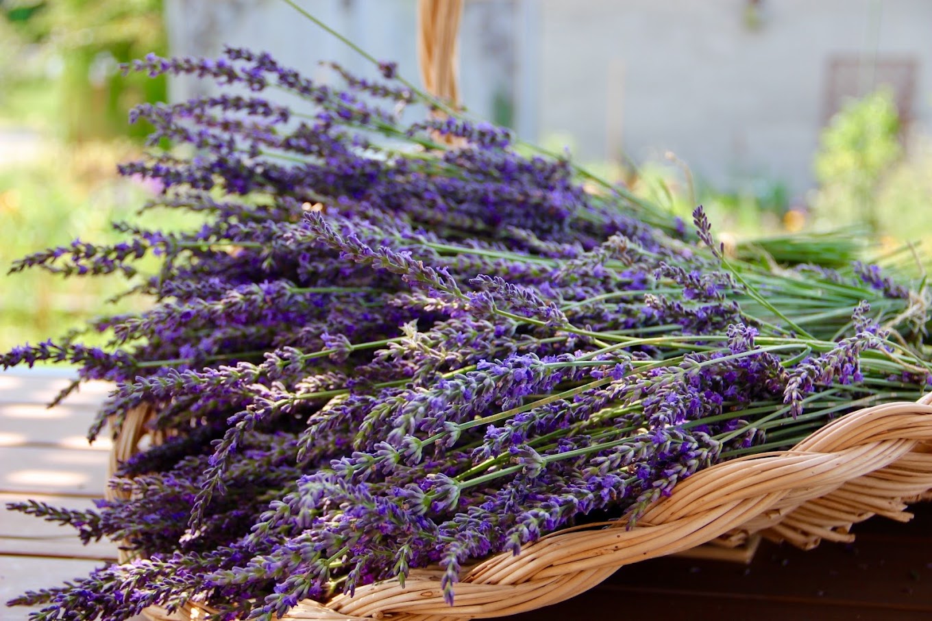 Bayfield Lavender Farm welcoming visitors this summer