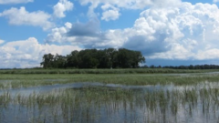Landmark Great Lakes coastal wetland program continues restoration drive that began in 2010