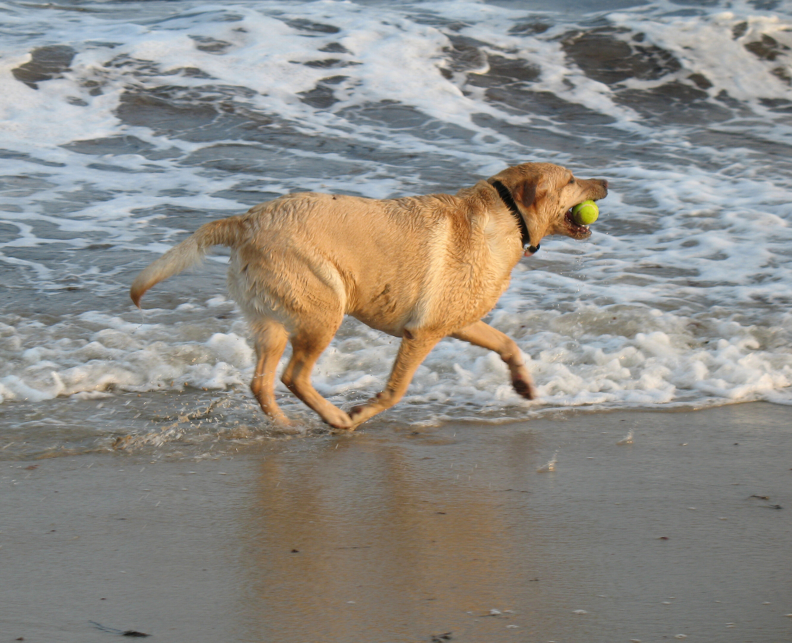 Saugeen Shores council balks at calls for more canine beach access