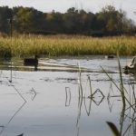 What does the Supreme Court’s wetland ruling mean for Michigan?